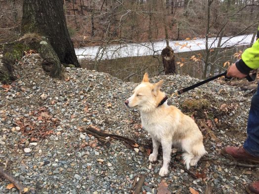 dog charles river rescue