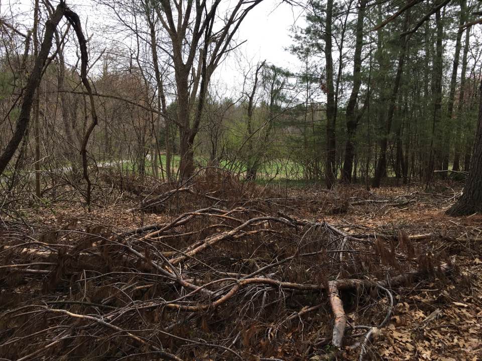 Beebe Meadow, Wellesley