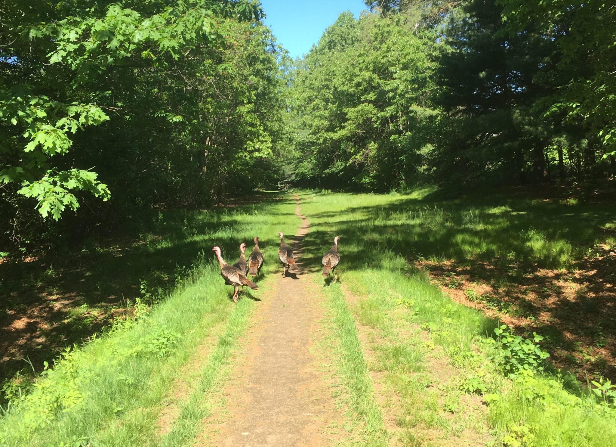 Turkeys on Sudbury Path, Wellesley