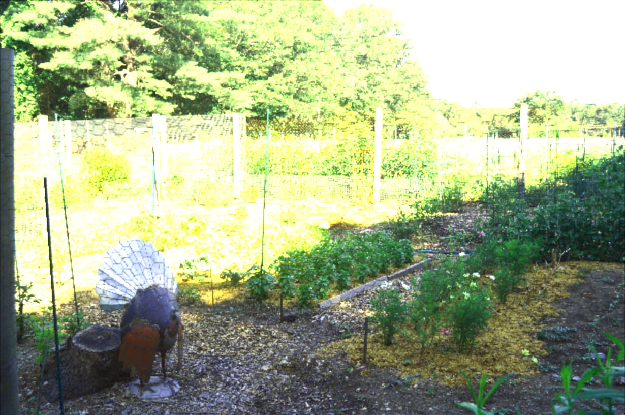 turkey at weston road community gardens wellesley