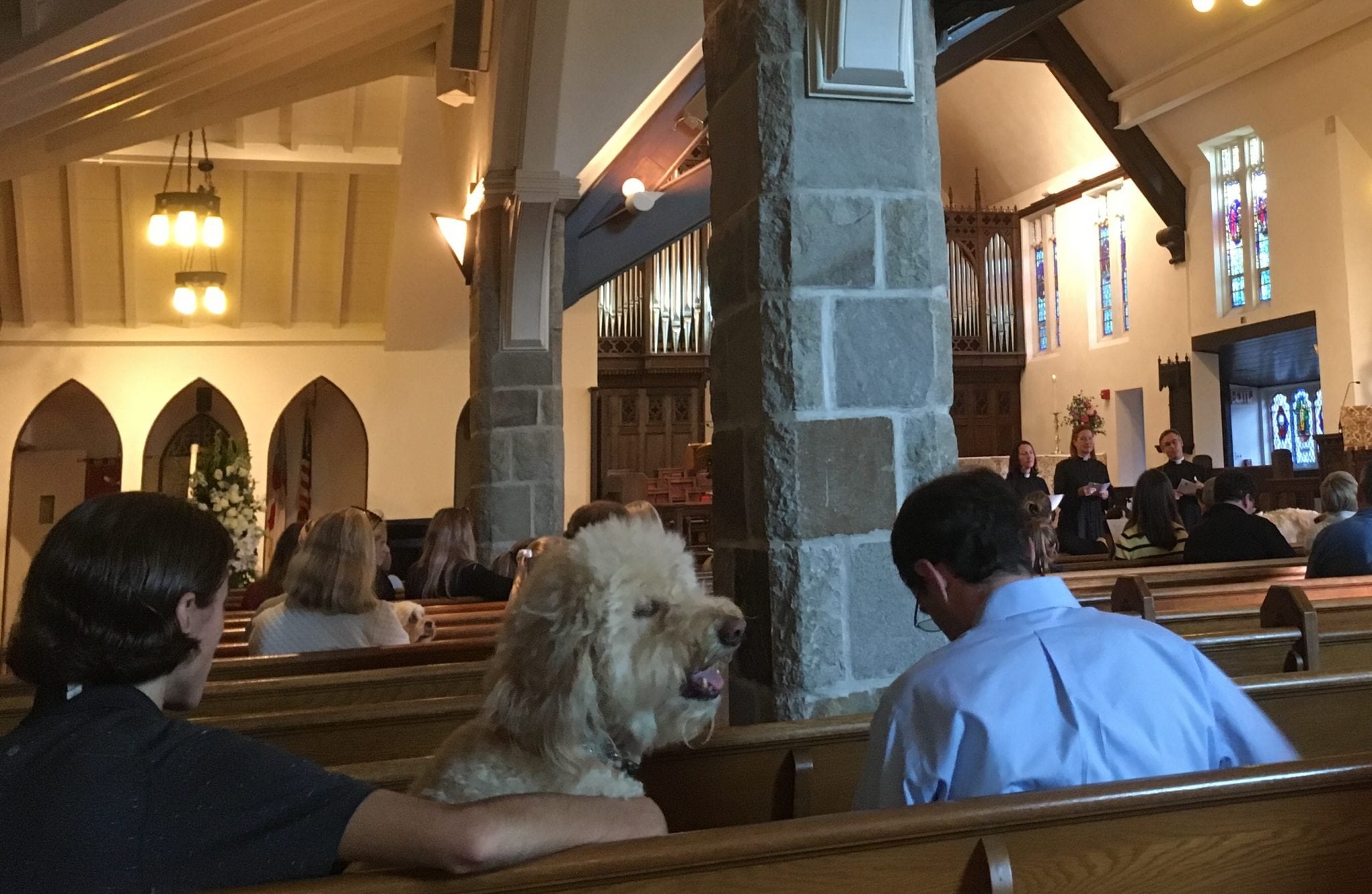 Blessing of the Animals, Wellesley