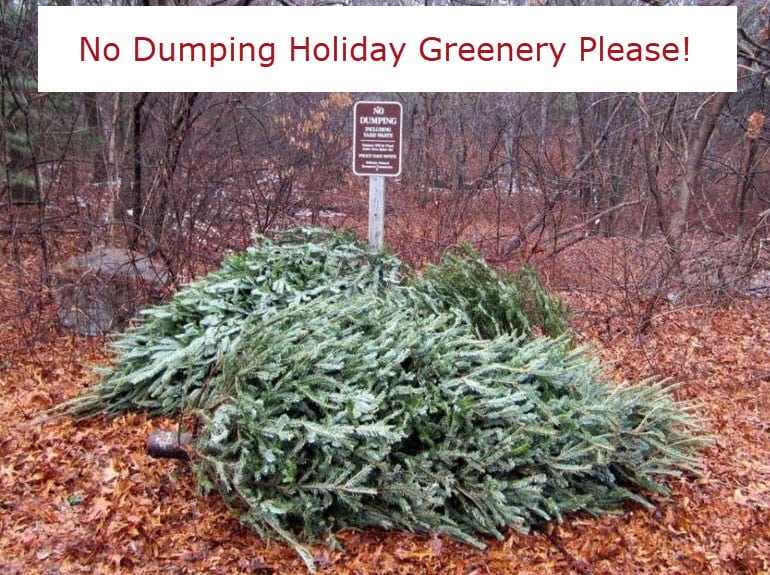 Wellesley Christmas trees
