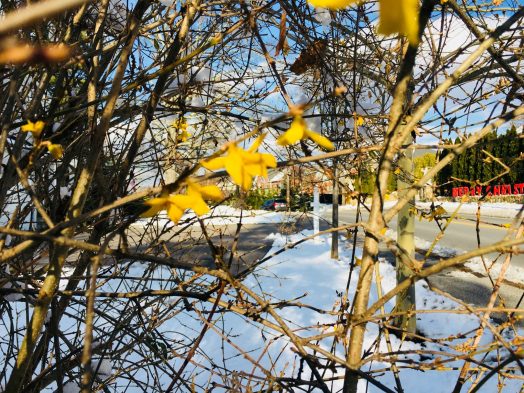 Forsythia blooming, winter