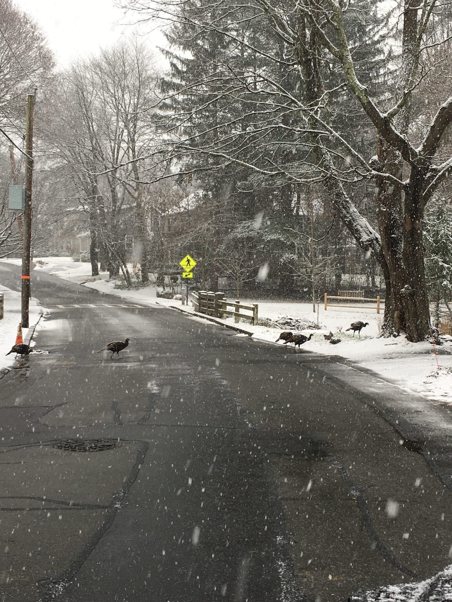 Wellesley turkeys Cottage Street
