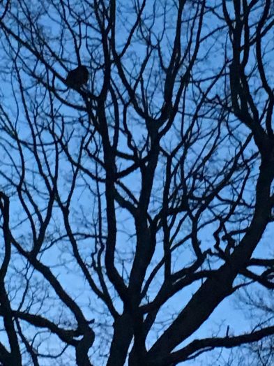 Wellesley tree turkey