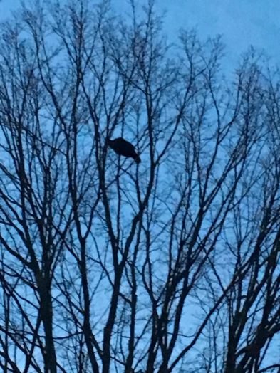 Wellesley tree turkey