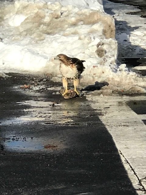 Fiske Hawk in Wellesley