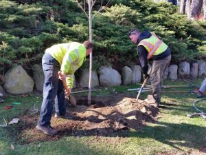 Wellesley NRC, tree program