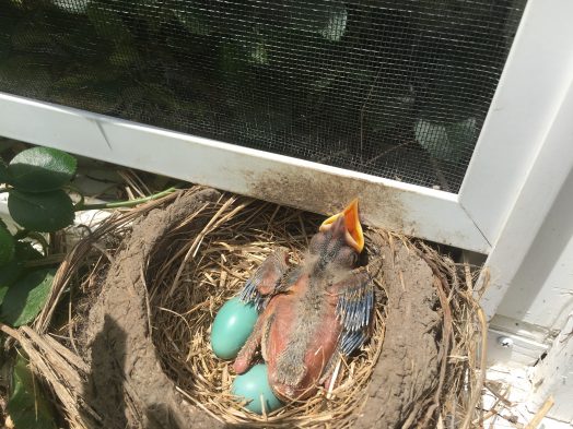 robin nest wellesley