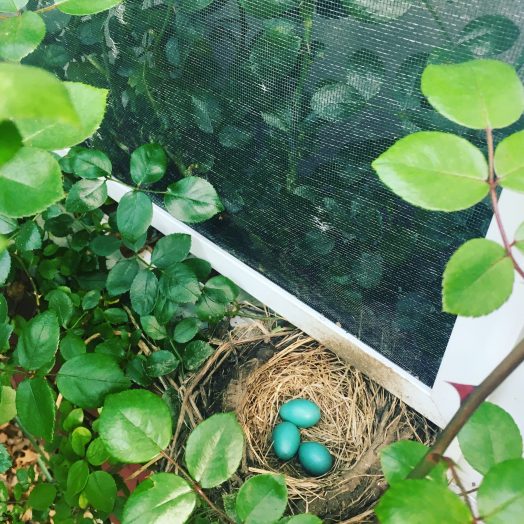 robin nest wellesley