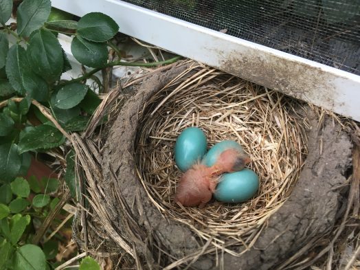 robin nest wellesley