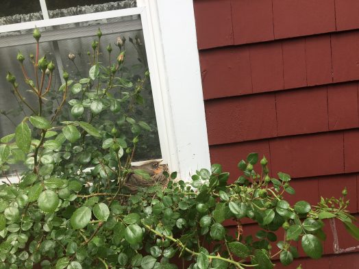 robin nest wellesley