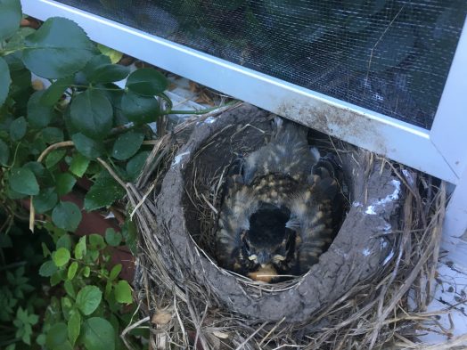 robin nest wellesley