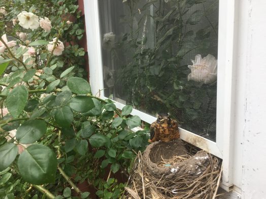 robin nest wellesley