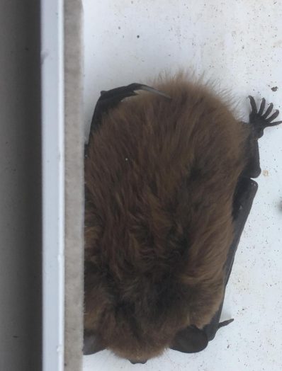 Wellesley bat