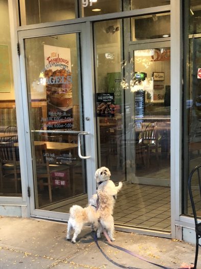 wellesley brueggers dogs