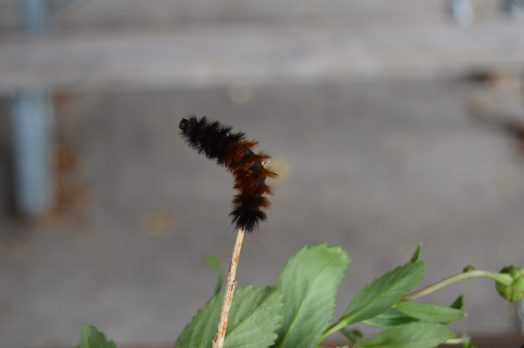 woollybear caterpillar wellesley