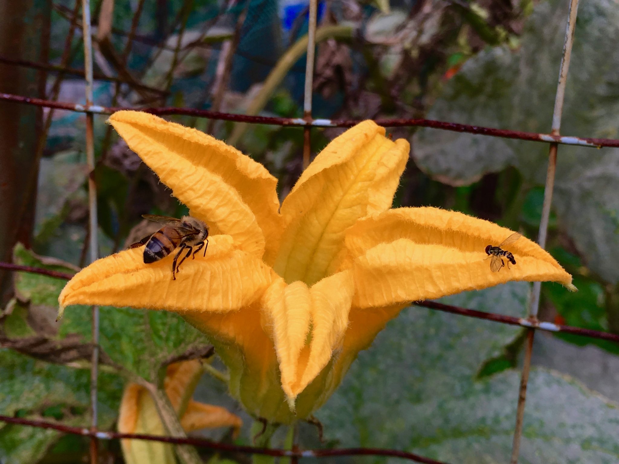 Brookside Community Garden, Wellesley