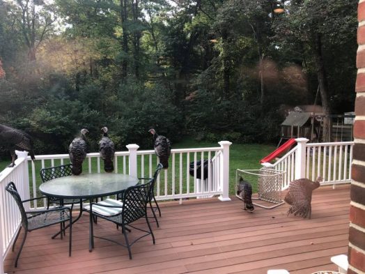 Wellesley turkeys
