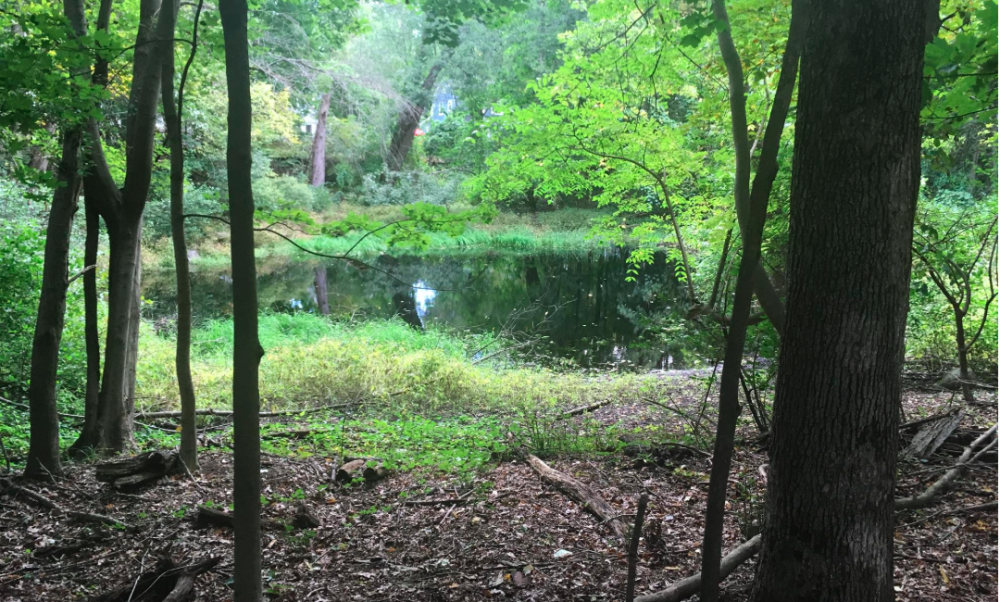 Wellesley North 40 Vernal Pool
