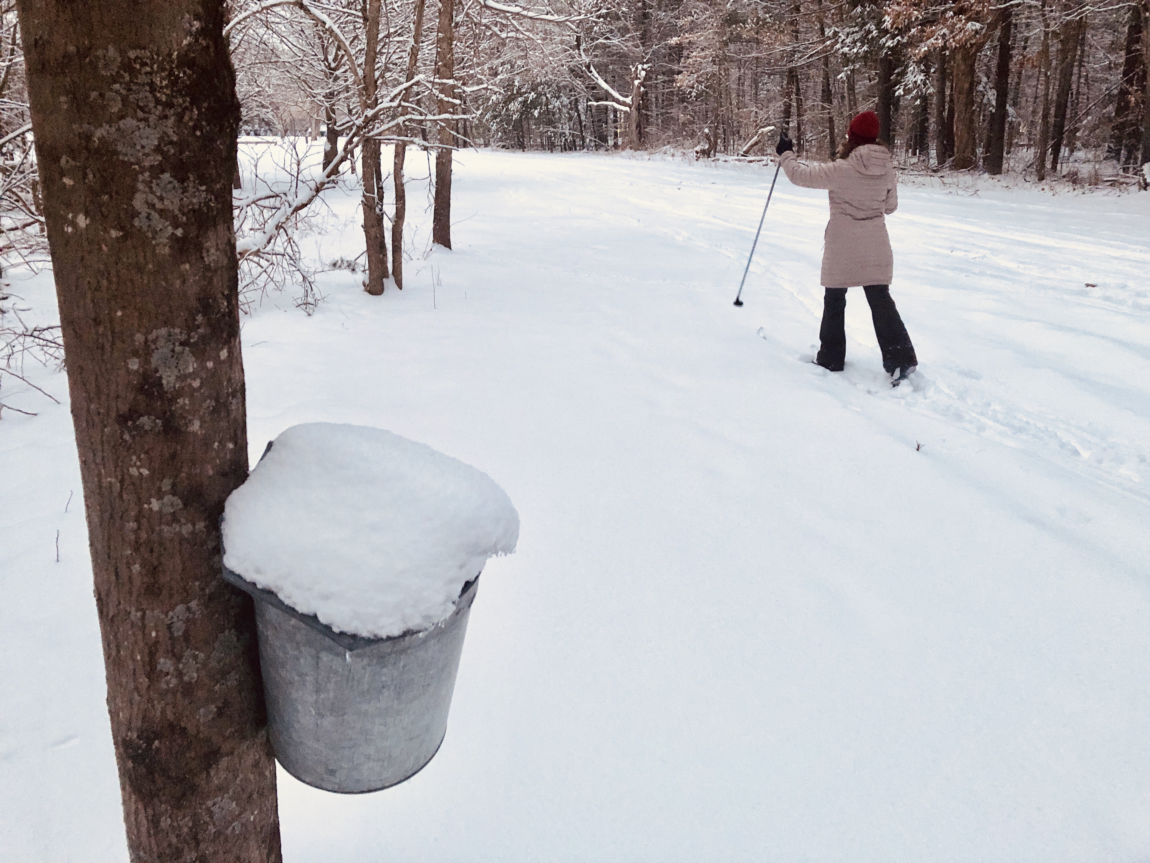 cross country skiing, maple sap tree elm bank
