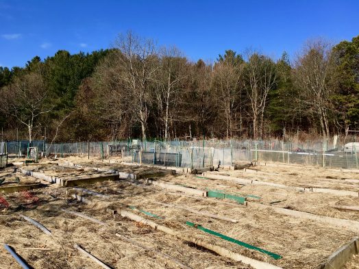 Wellesley North 40, Spring
