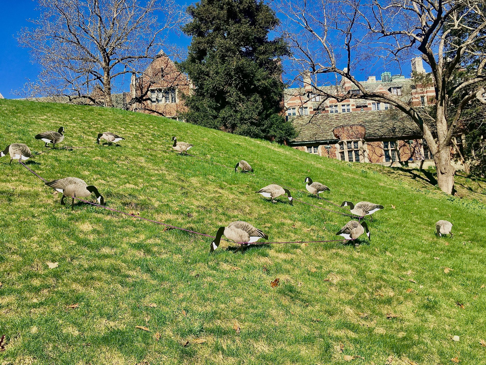 Canada geese, Wellesley College