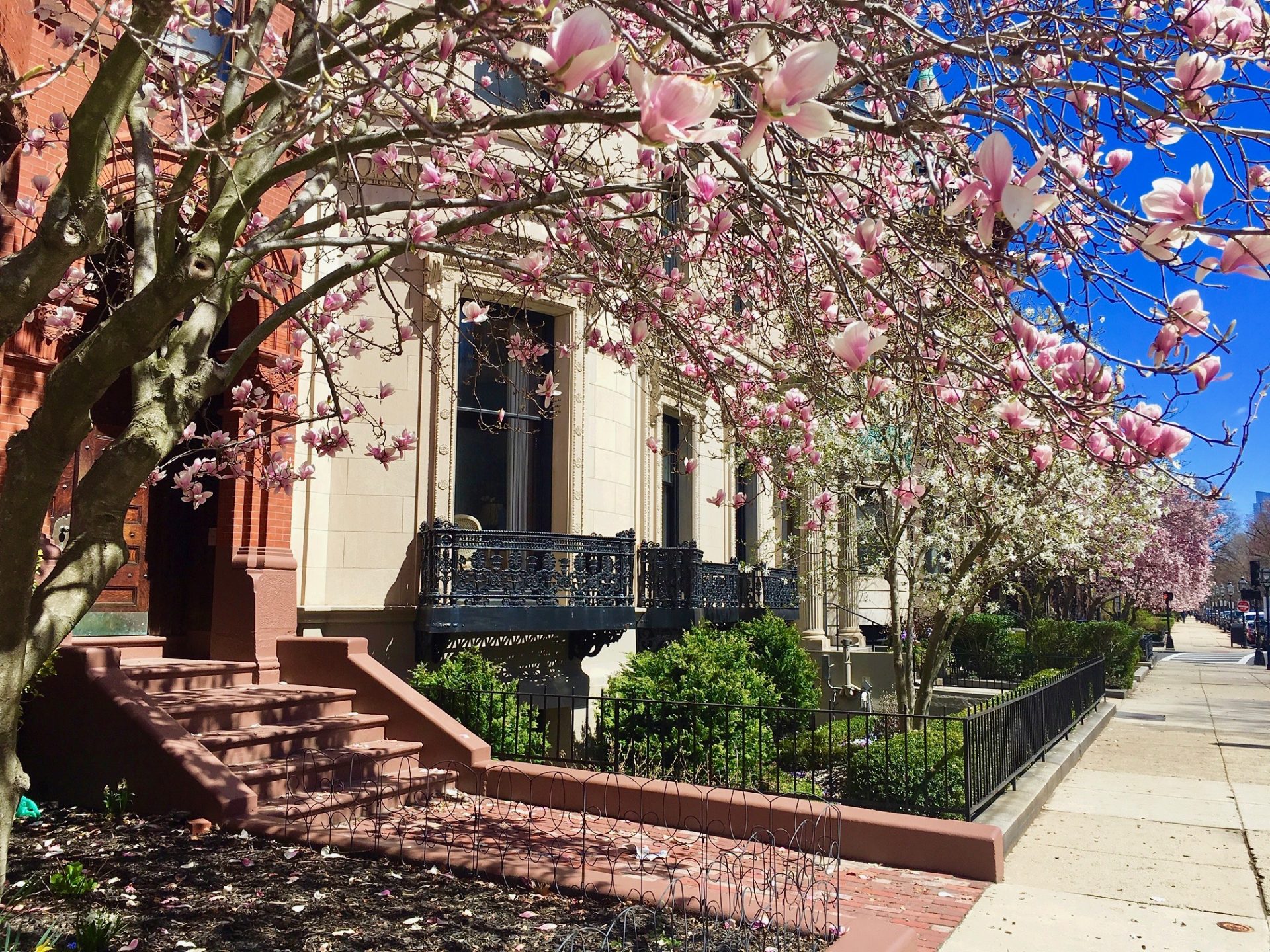 Back Bay, Boston, magnolia trees