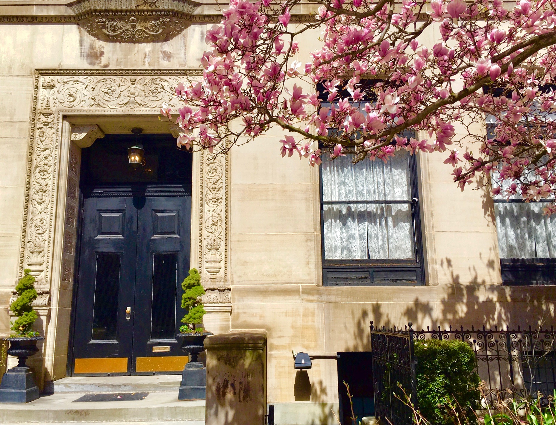 Back Bay, Boston, magnolia trees