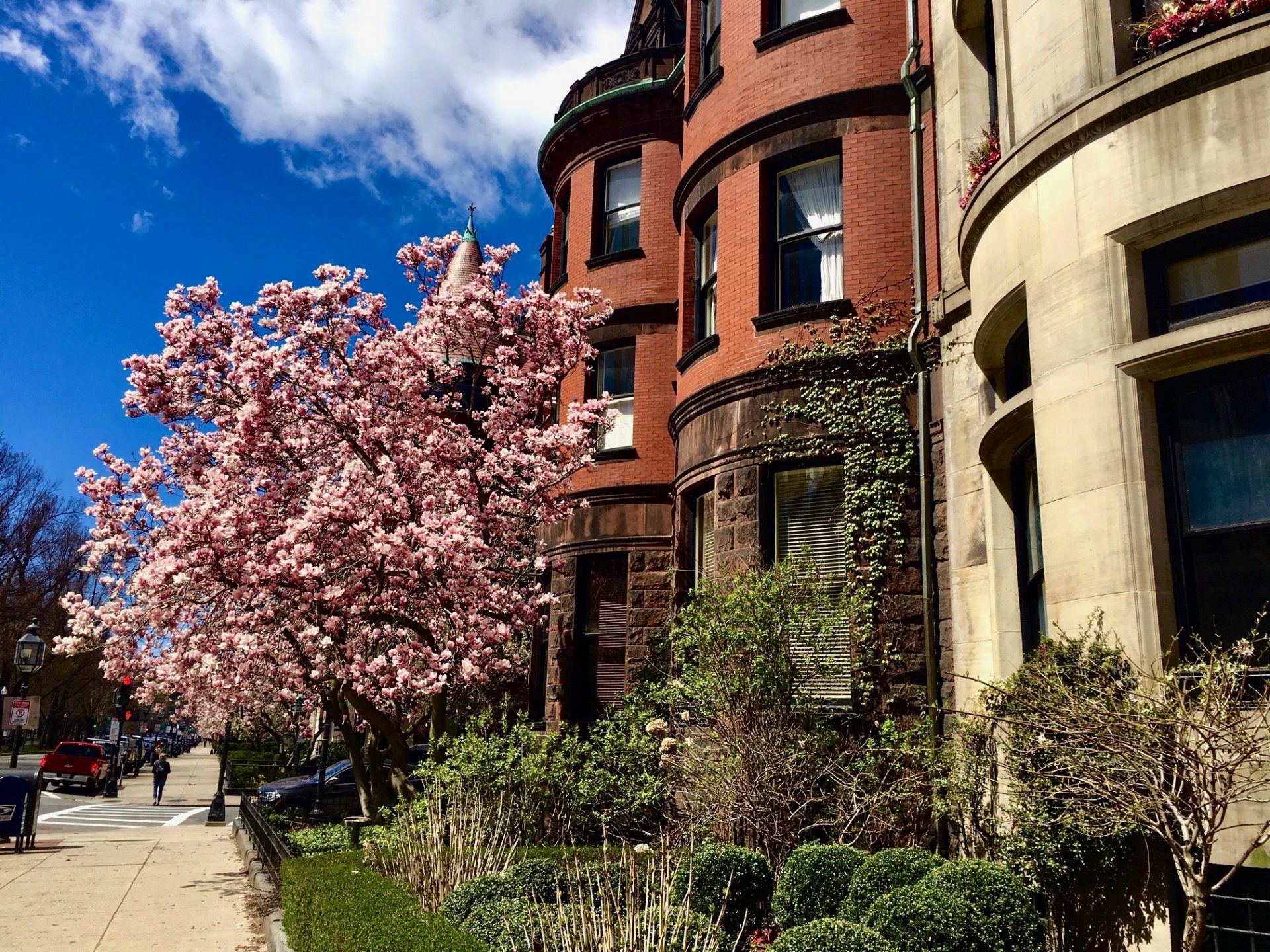 Back Bay, Boston, magnolia trees