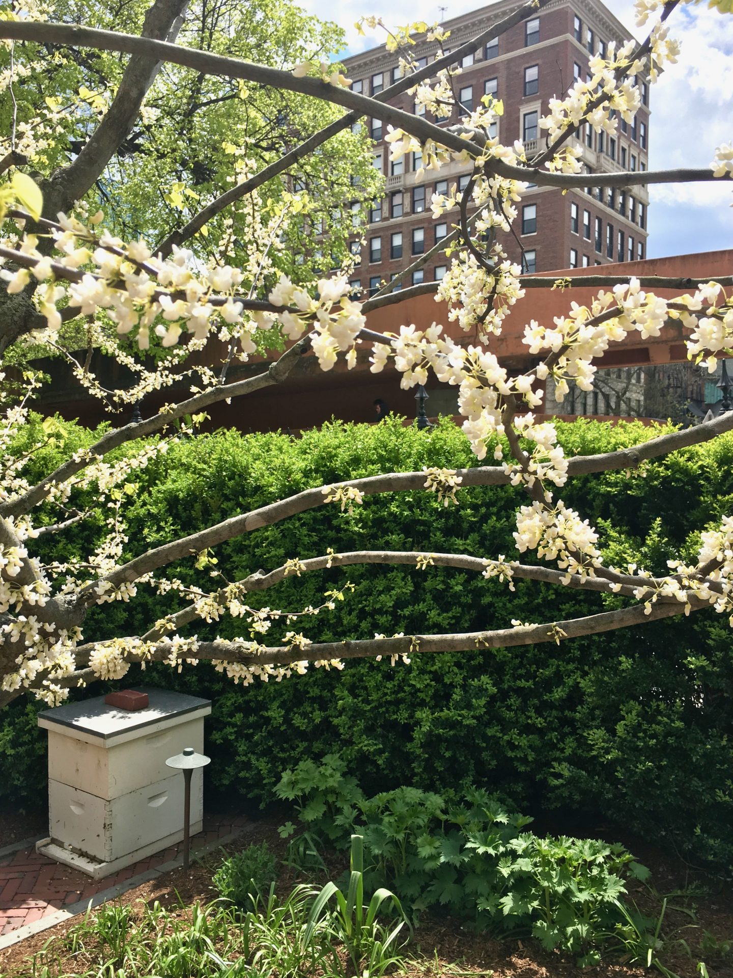 Beacon Hill Garden Tour