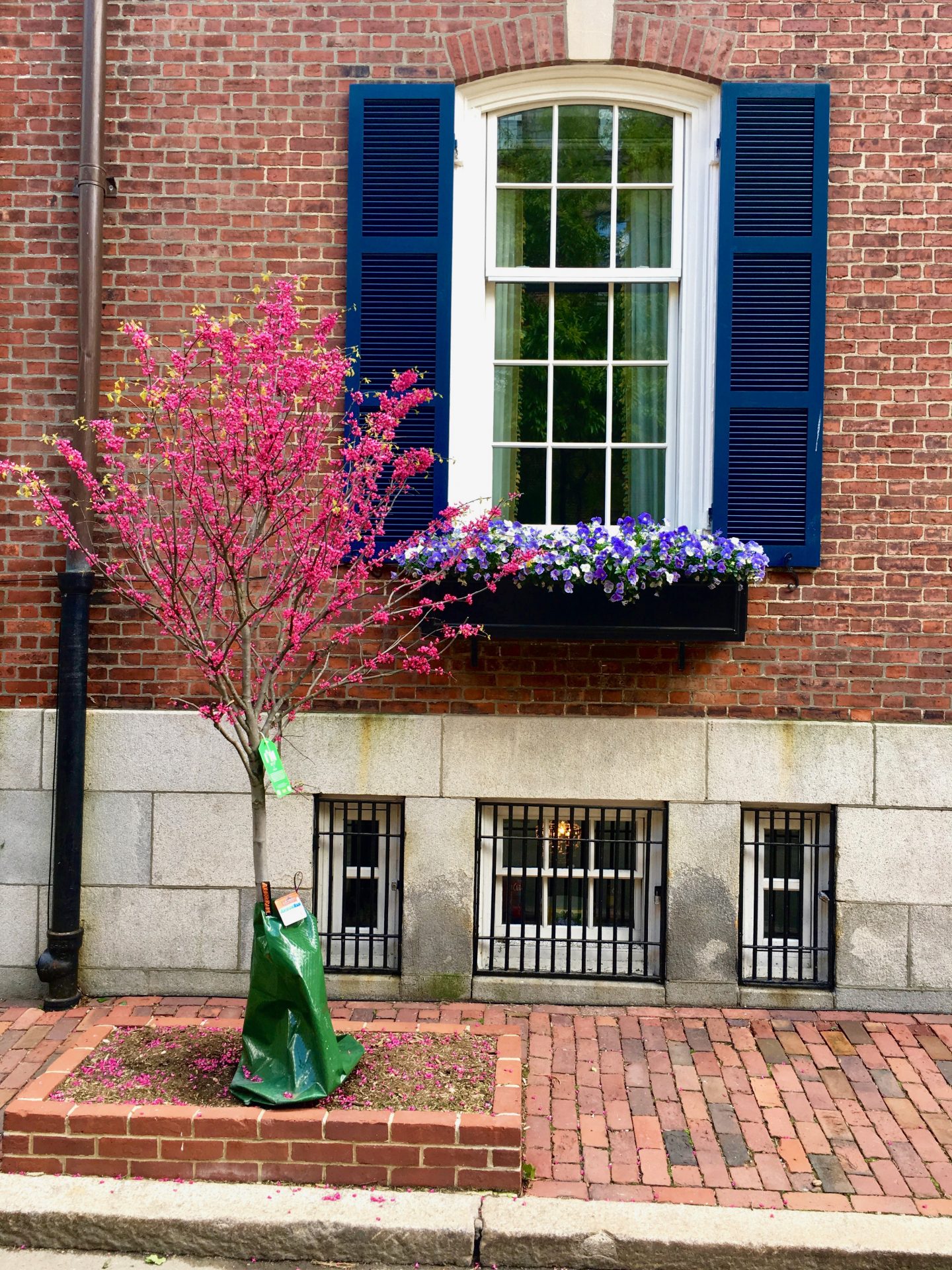 Beacon Hill Garden Tour