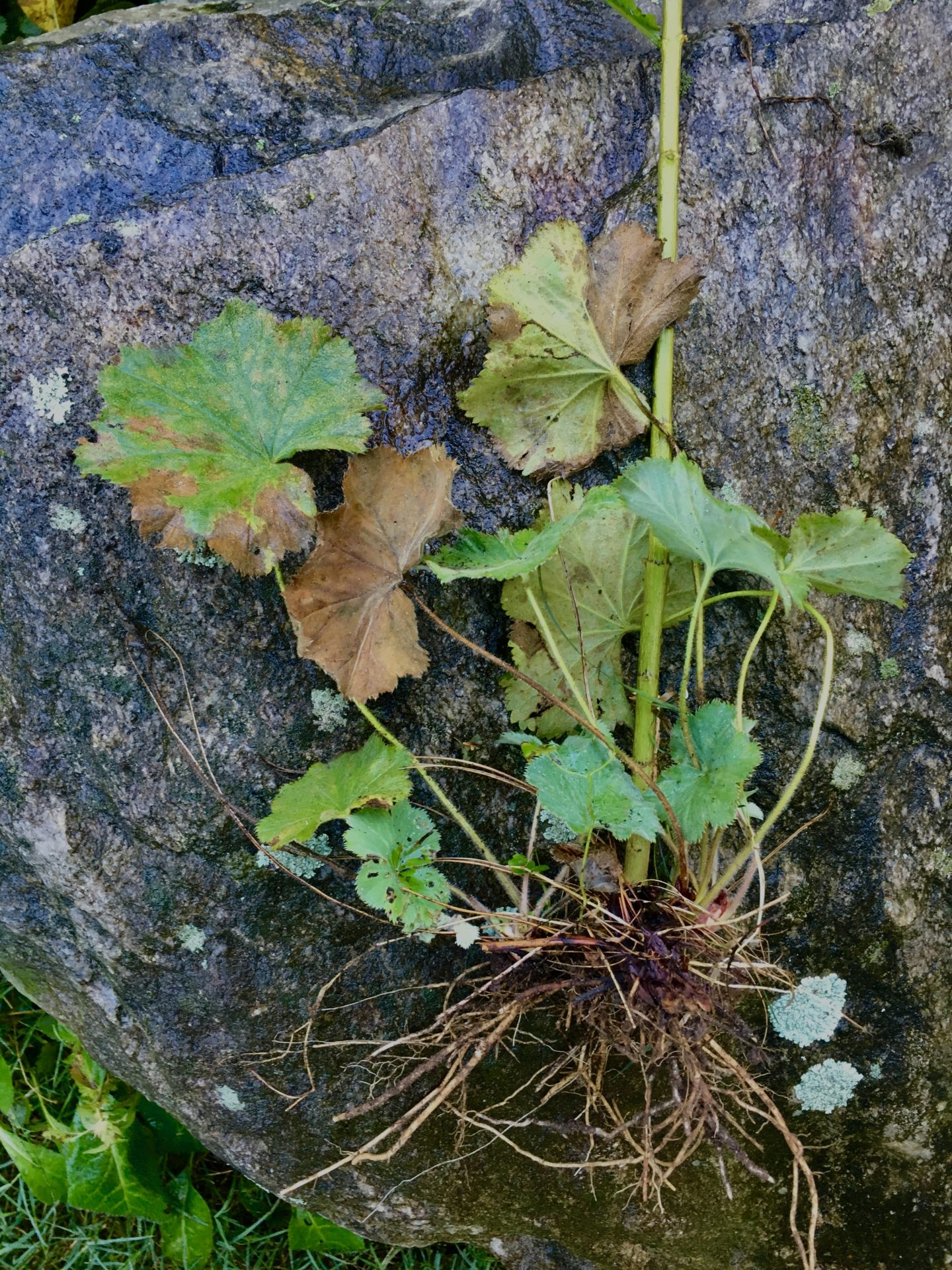 Deborah's Wellesley garden, Fall2019