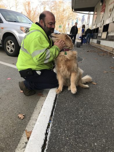 gracie the golden