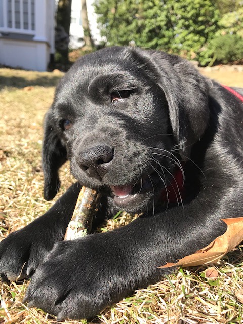 Pippi black lab