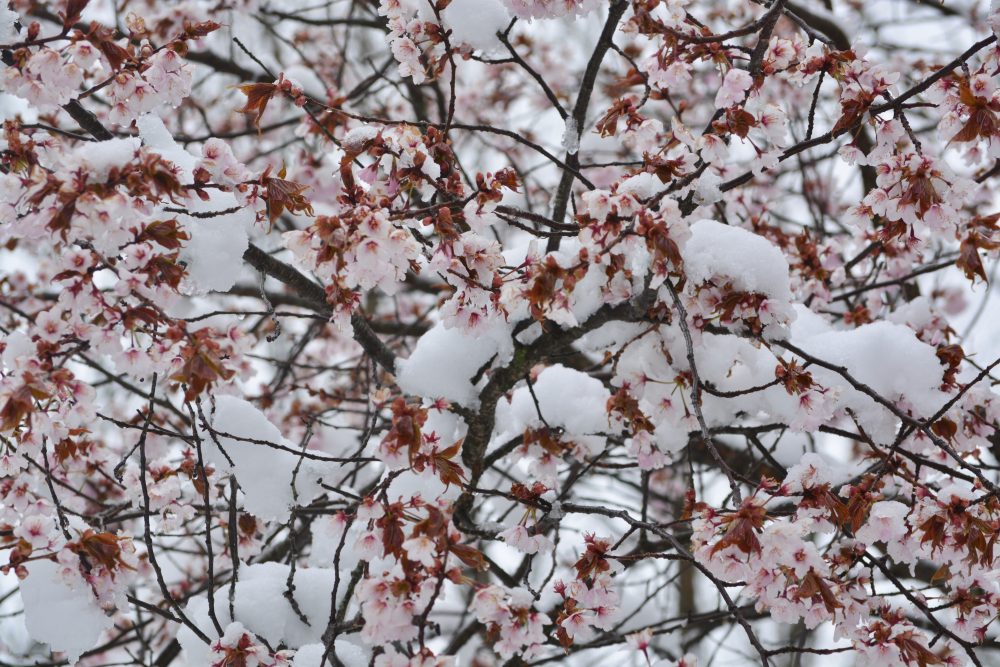 cherry blossoms elizabeth cohen