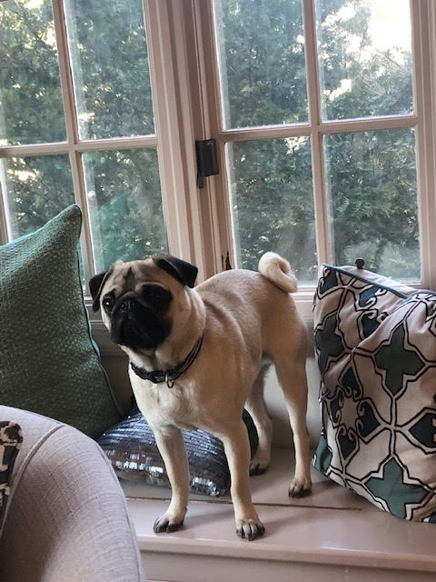 wellesleypug