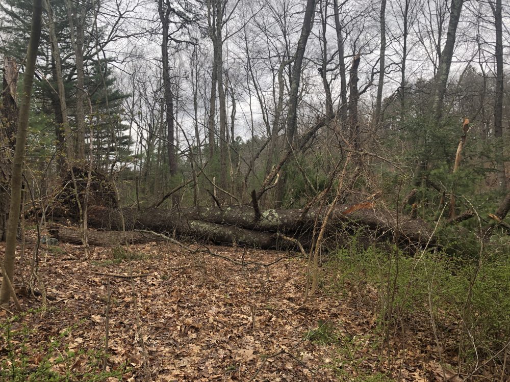 big tree down at waban arches storm