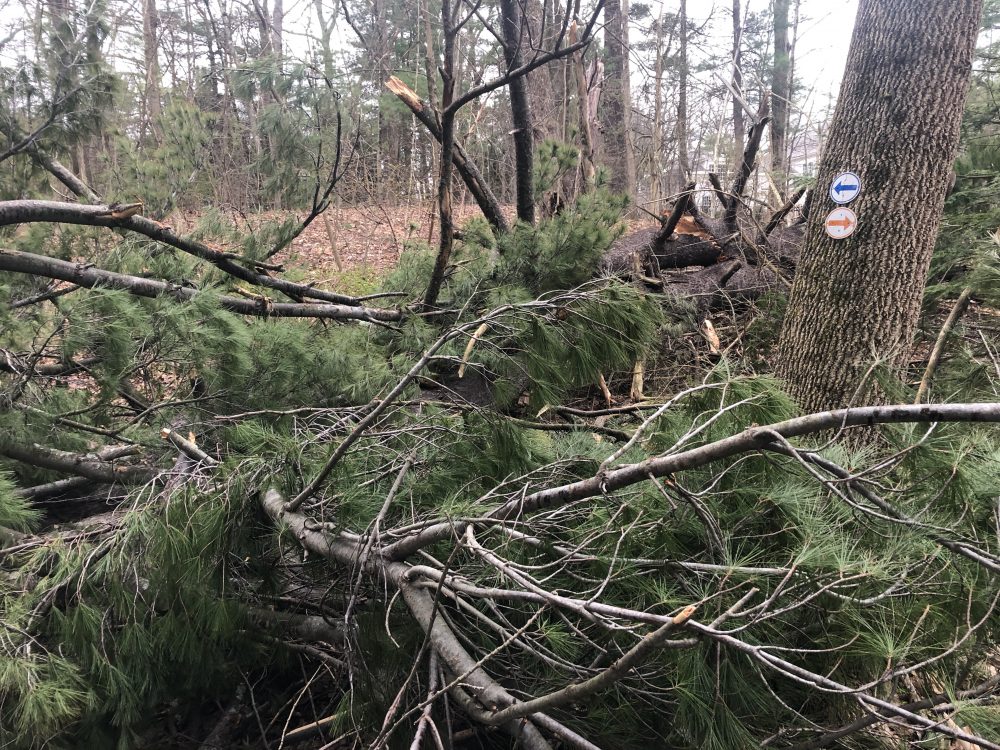 big tree down at waban arches storm
