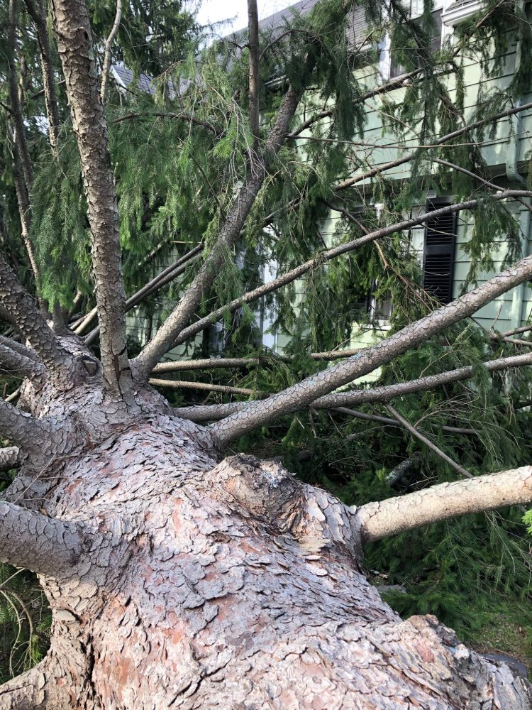 tree house storm