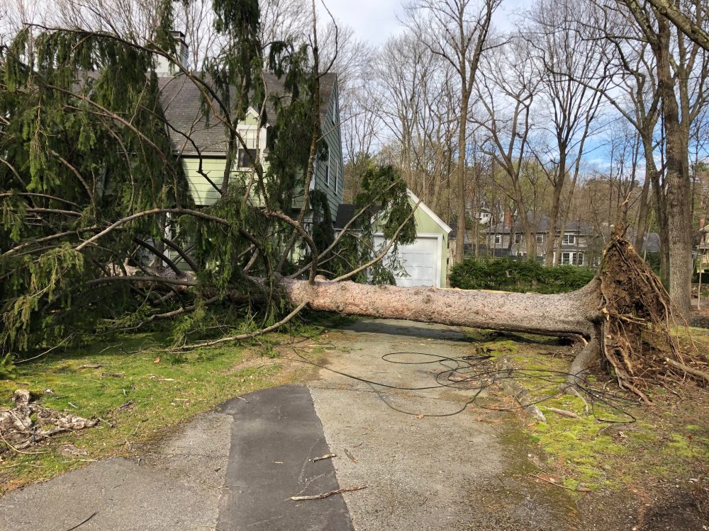tree house storm