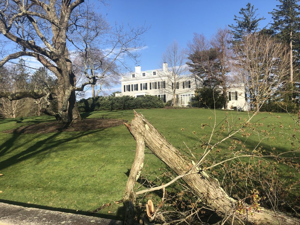 Wellesley College president tree storm