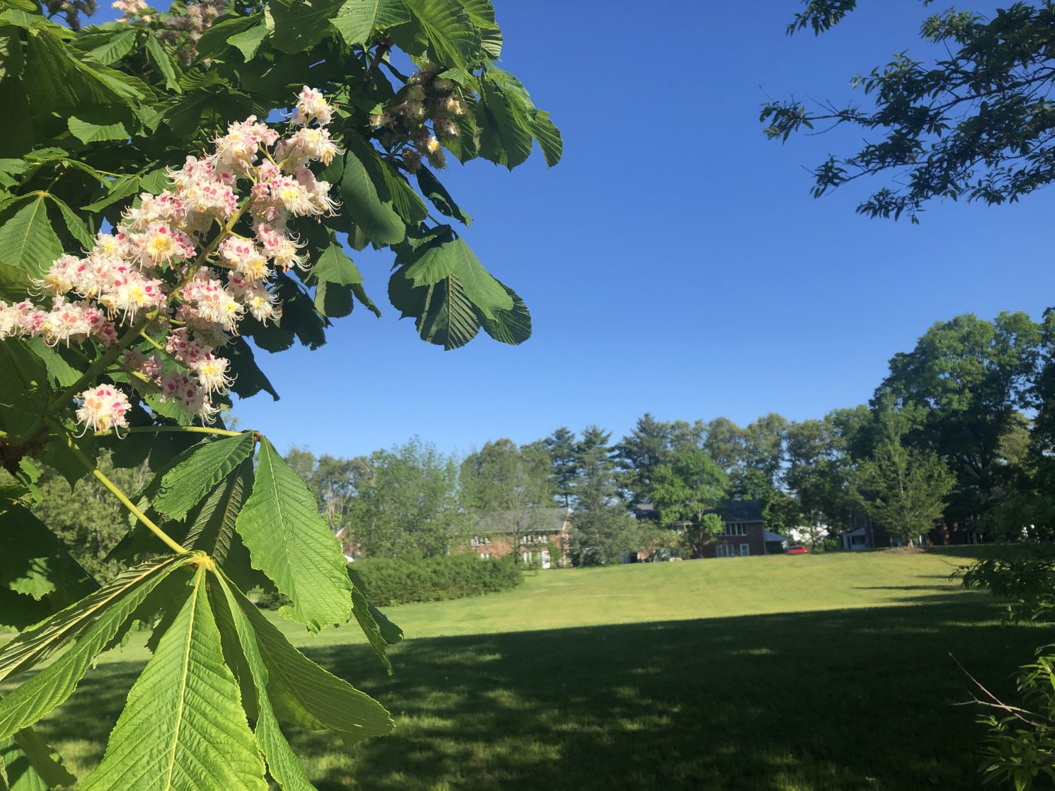 How Wellesley has had public housing residents' backs during COVID19
