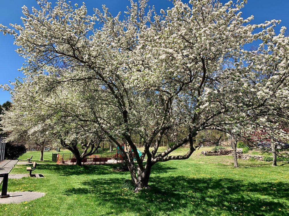 Wellis Tree We can't get enough of Wellesley's flowering trees - The Swellesley Report