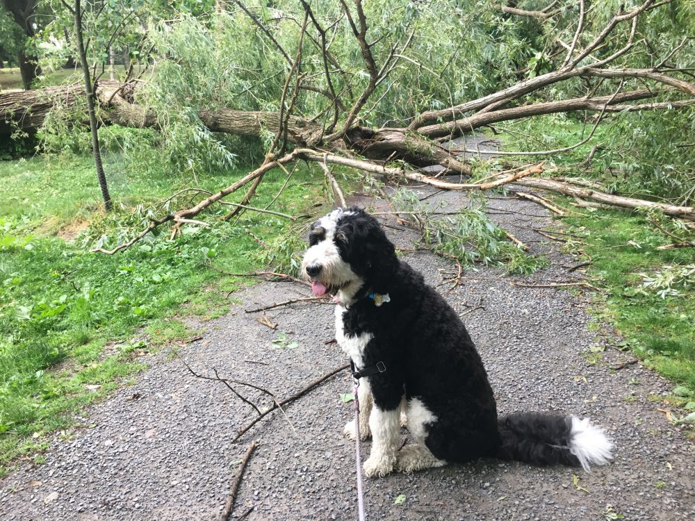 Wellesley storm, Brook Path