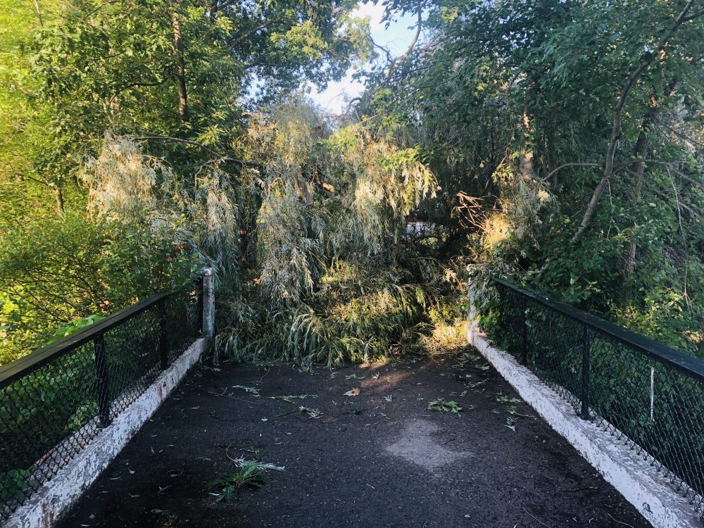 morses tree down
