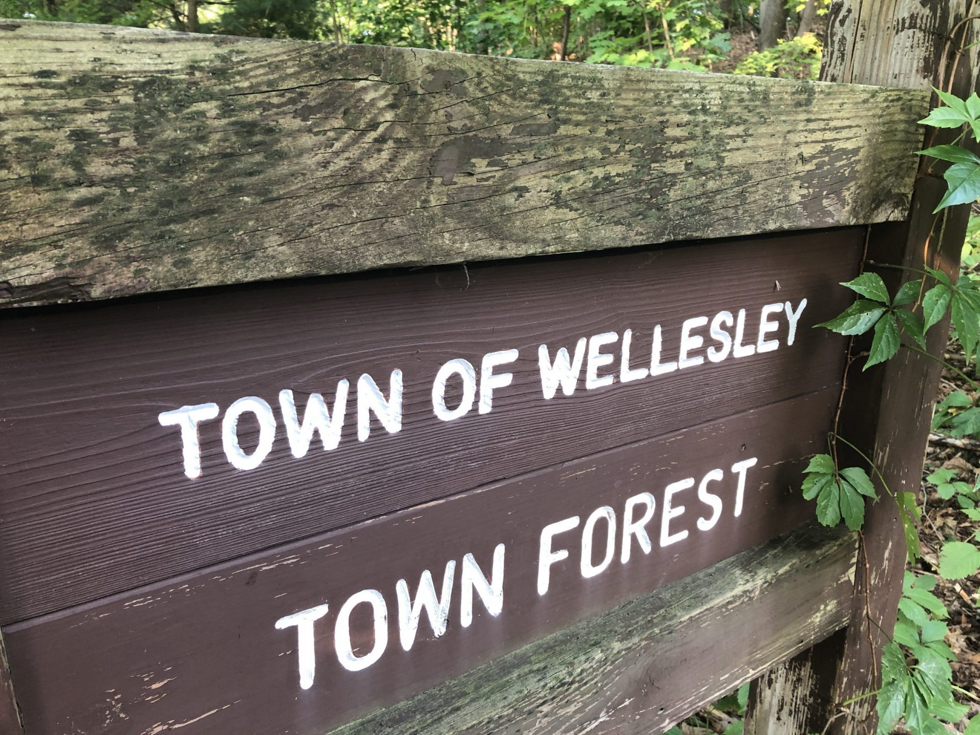 town of wellesley town forest