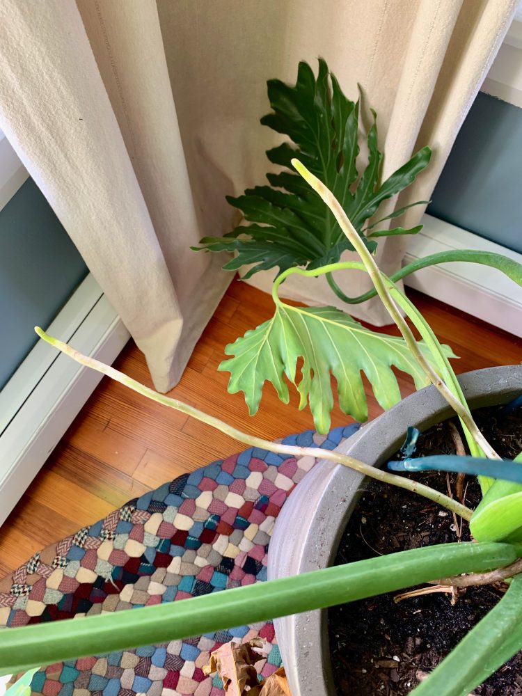 Phil the Philodendron, Nov2020