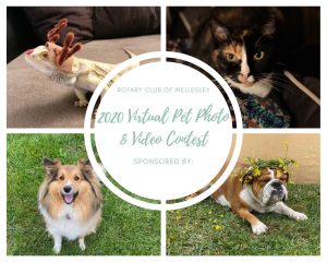 Wellesley pets
