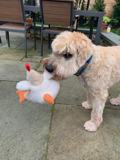 Obi age 11 wheaten terrier